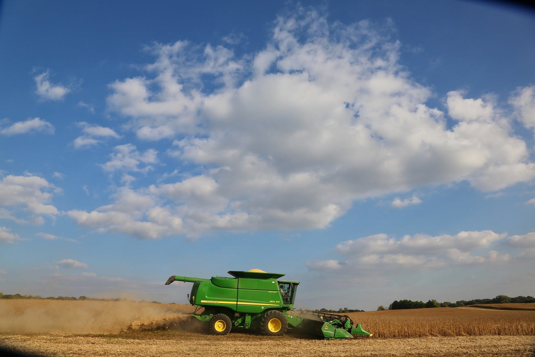 Combine harvesting grain