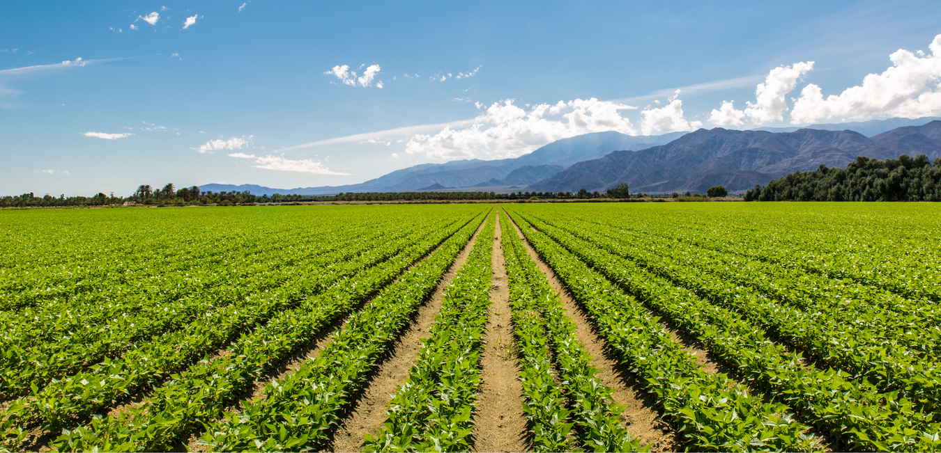 open farmers field